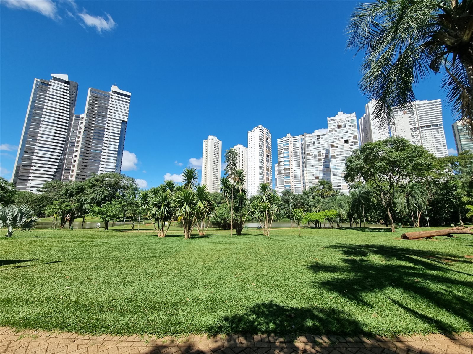 Gramado de parque com palmeiras e edifícios altos ao fundo, sob céu azul.